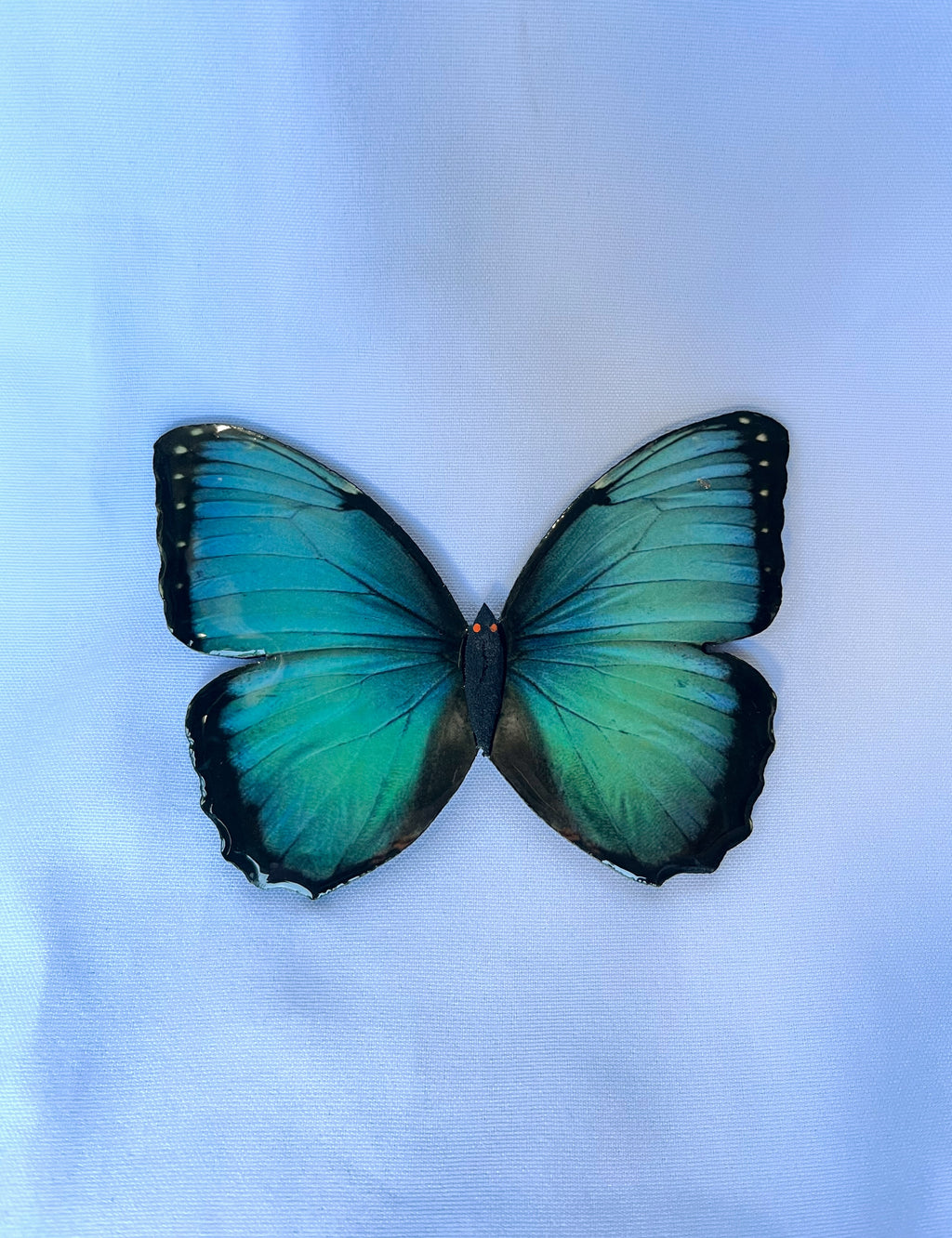 Adorno mariposa morpho